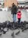 pigeonsarealsopartofthesquare_small.jpg