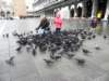 remindedusofbrigitteandherloveofitalianpigeons_small.jpg