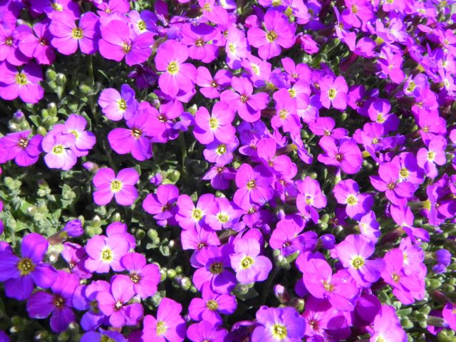 aseaofpurplephlox.jpg