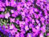 aseaofpurplephlox_small.jpg