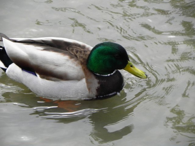 andmrmallardcloseby.jpg