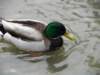 andmrmallardcloseby_small.jpg