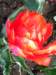 closeupredtulip_small.jpg