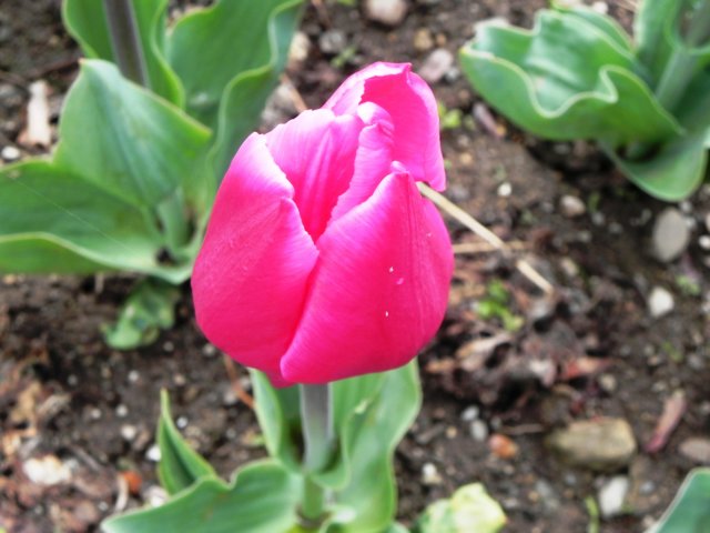 closeuptulip.jpg