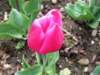 closeuptulip_small.jpg