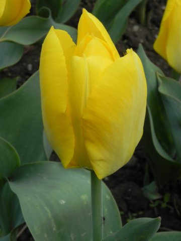closeupyellowtulip.jpg