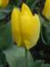 closeupyellowtulip_small.jpg