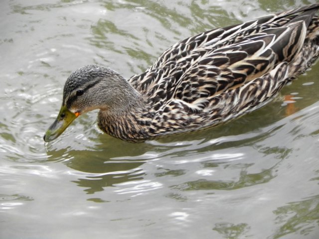femalemallard.jpg