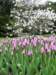 tulips4_small.jpg