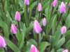 tulips6_small.jpg