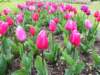 tulips_small.jpg
