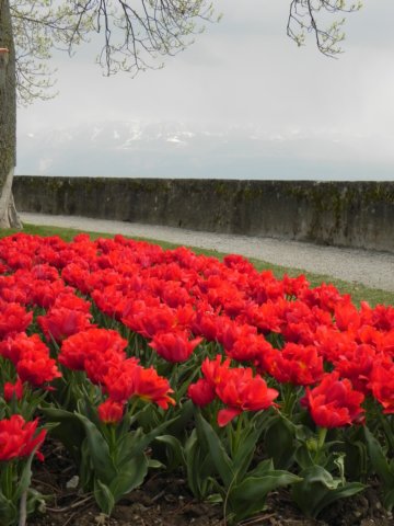 tulipsandthemountains.jpg