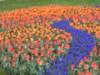 tulipsinbloom_small.jpg