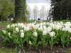 whitetulips_small.jpg