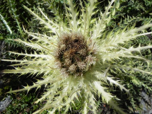 thistlesiii.jpg