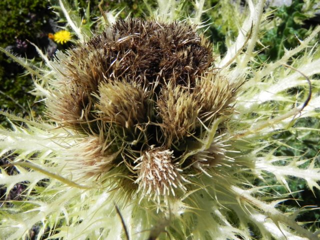 thistlesiv.jpg