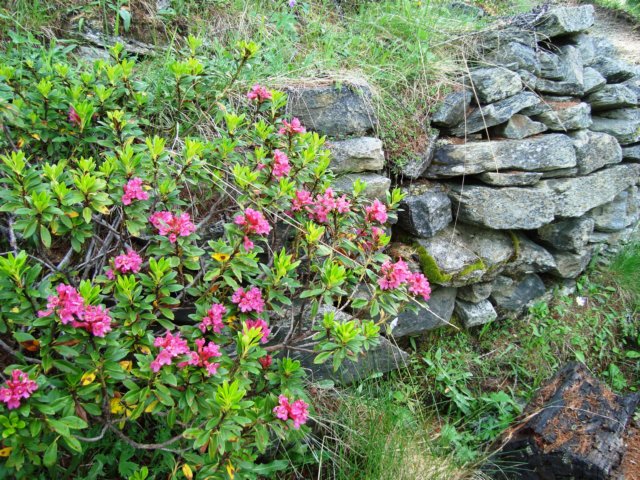 rocksandrhododendron.jpg