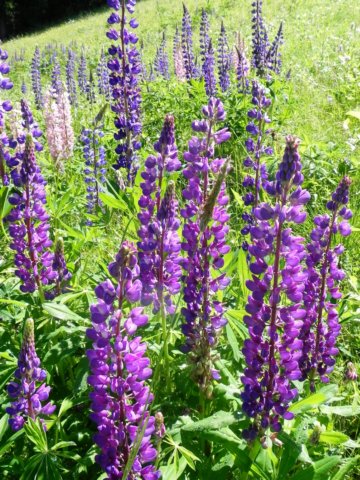 lupininbloom.jpg