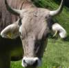 brownswiss_small.jpg