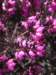 heatherinbloom_small.jpg