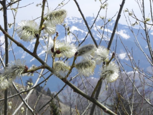 pussywillows.jpg