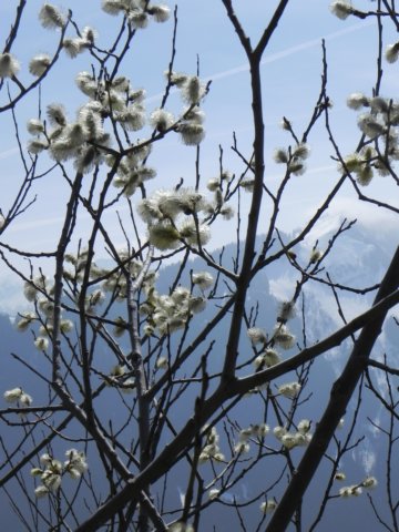 pussywillowsinbloom.jpg