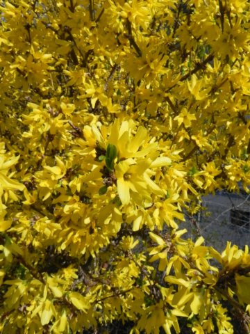theforsythiaareinbloominmontreux.jpg