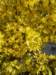 theforsythiaareinbloominmontreux_small.jpg