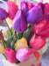 tulipsfromthegarden_small.jpg