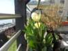tulipsonthebalcony_small.jpg
