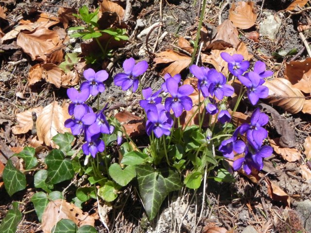 violetsinbloomamongthewinterleaves.jpg