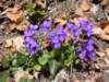 violetsinbloomamongthewinterleaves_small.jpg