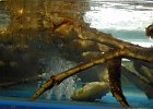 DSCN6219  live crab