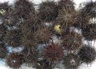 DSCN6240  sea urchin