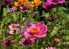 DSCN6340  Butterfly and zinnias