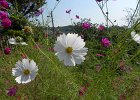 DSCN6346  white Cosmos