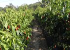 DSCN6366  chili pepper fields