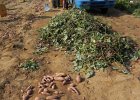 DSCN6370  sweet potatoe harvest was in FULL swing