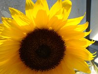 DSC05797  sunflower on Angela&#39;s balcony