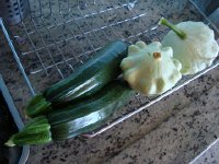 DSC05824  with zucchini and Paddy Pan squash
