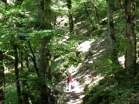 DSCN8702  these forests inspired the painter Courbet