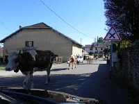 DSCN8782  then we encounter a herd