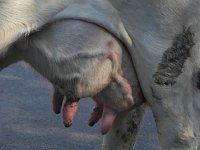 DSCN8786  to be milked