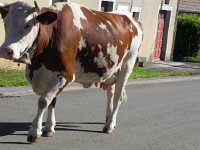 DSCN8787  can&#39;t wait to get to the barn