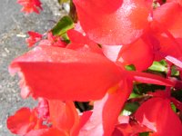 DSCN8826  begonia