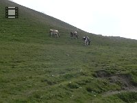 DSCN9132  The hills are alive with the sound of cowbells