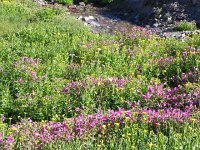 DSCN8899  Brilliant flowers