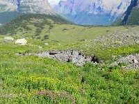 DSCN8900  Flowers, tundra and forest
