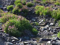 DSCN8904  flowers and streams