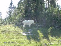 DSCN8908  At the highest point, I ran across a billy goat